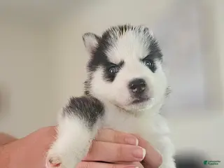 Siberian Husky dogs Ghost - Ad 2