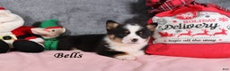 Welsh Corgi Pembroke dogs for sale: Bells - Ad 2