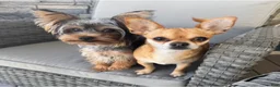 Chorkie dogs for sale: Chorkie Puppy 3 - Ad 2