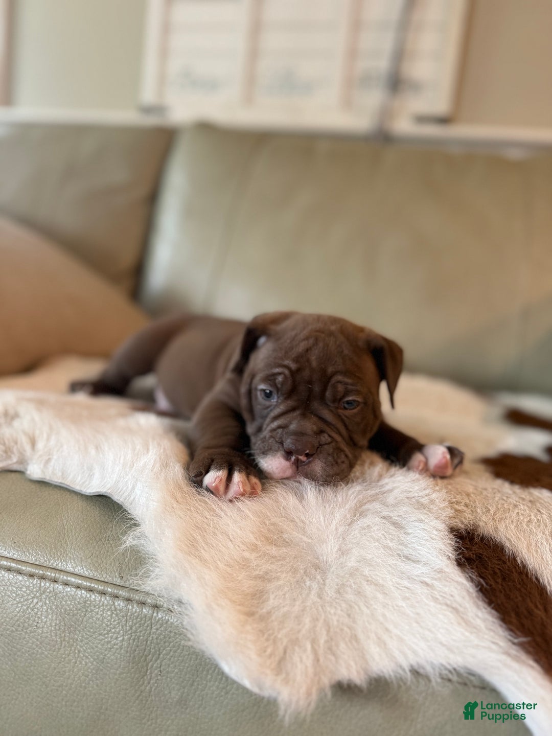 Olde English Bulldogge dogs for sale: Olde English Bulldogge Puppy 5 - Ad 8