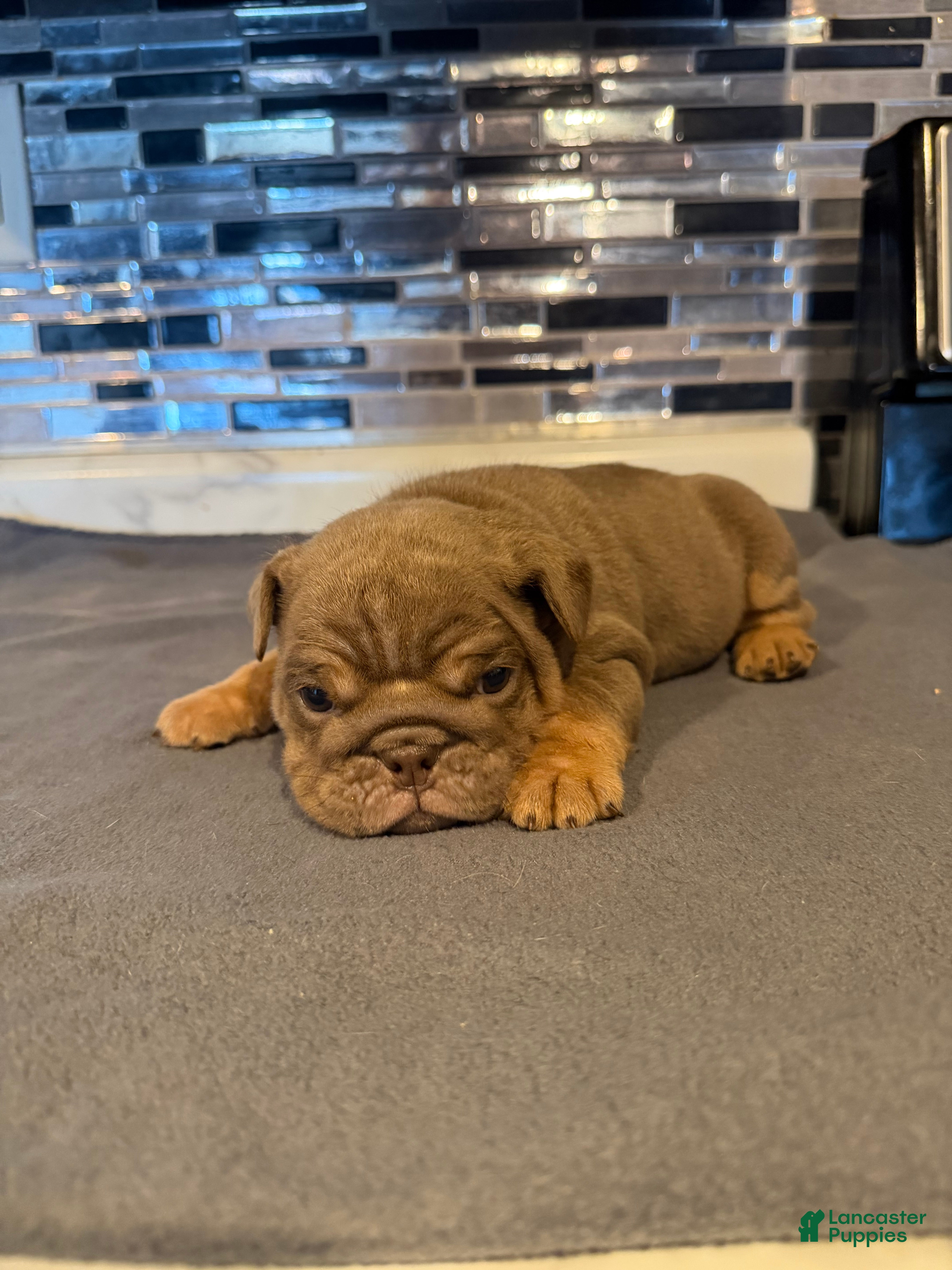 English Bulldog dogs Lilac full suit female  - Ad 36