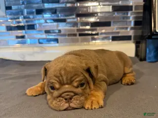 English Bulldog dogs Lilac full suit female - Ad 36