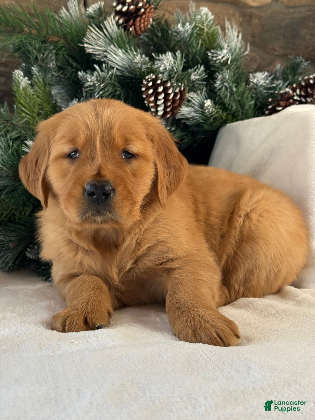 Golden Retriever dogs for sale: Malibu - Ad 2