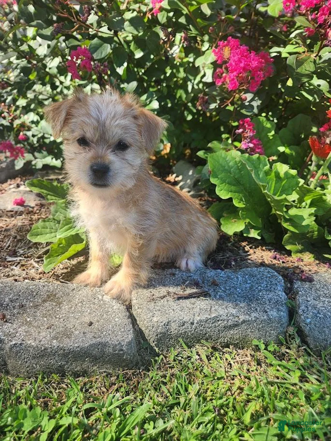 Shorkie dogs for sale: Tina - Ad 2
