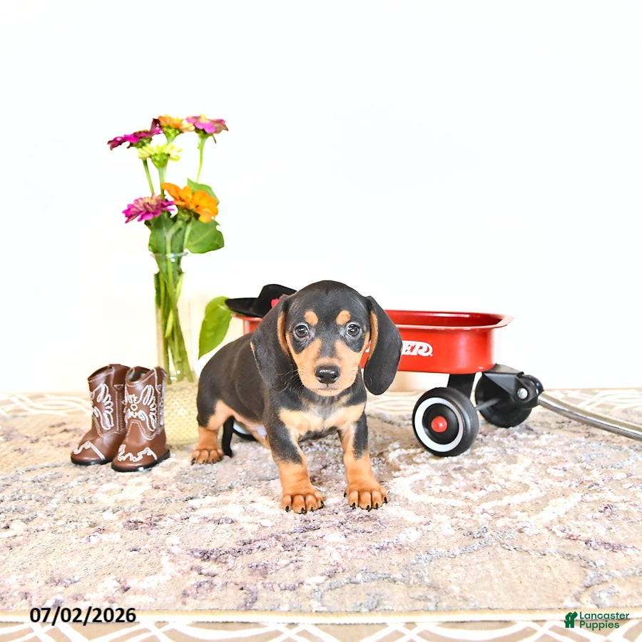 Miniature Dachshund dogs Colten - Ad 2