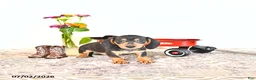 Miniature Dachshund dogs for sale: Colten - Ad 2