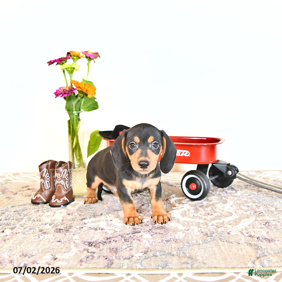 Miniature Dachshund dogs for sale: Colten - Ad 2