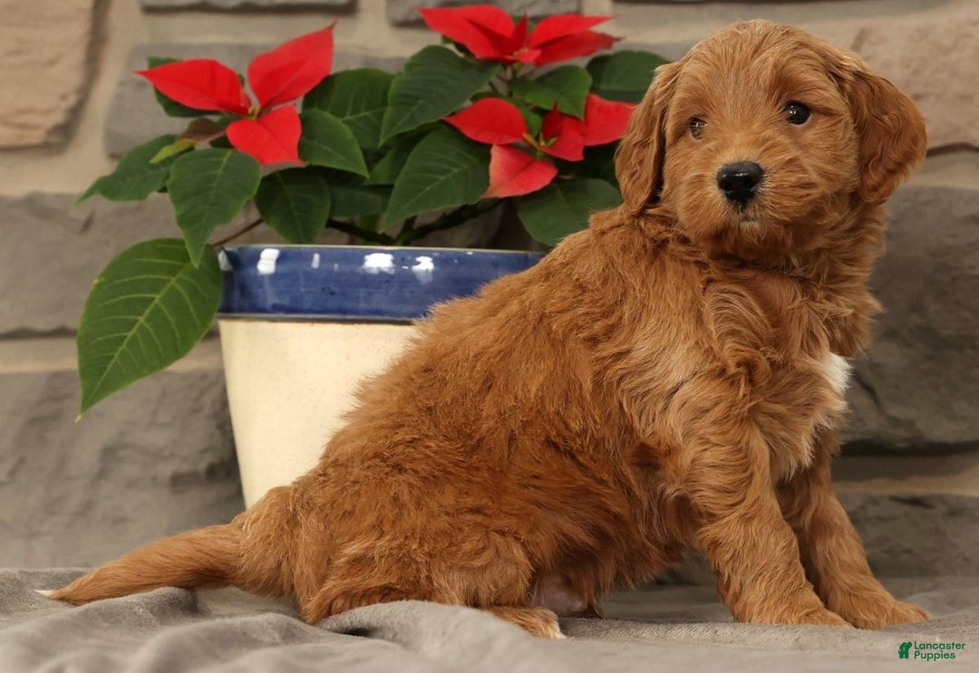 Mini Goldendoodle dogs for sale: Sarge - Ad 6