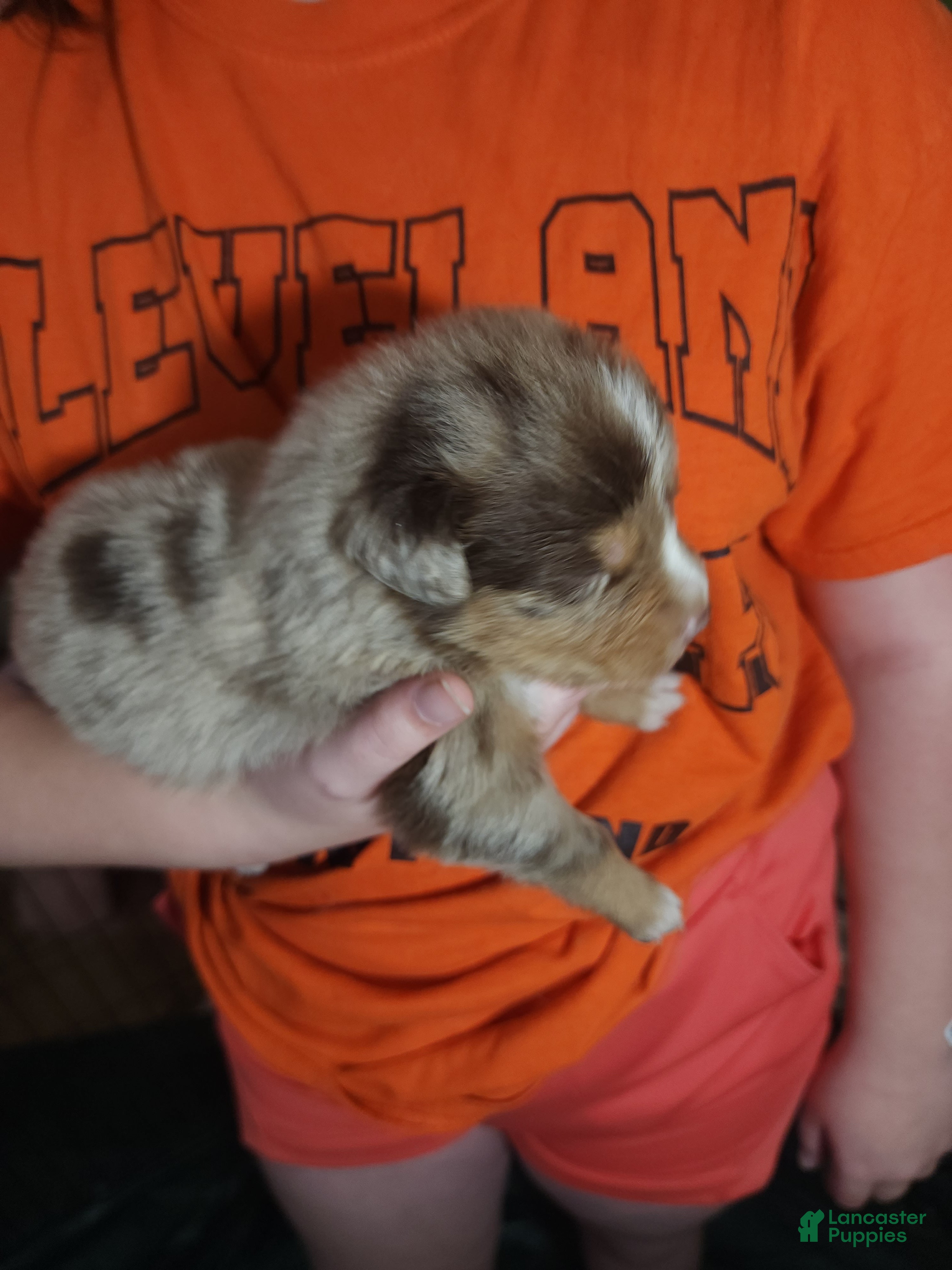 Australian Shepherd dogs Australian Shepherd Red Merle Male 2 - Ad 1