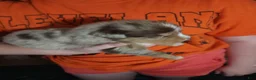 Australian Shepherd dogs for sale: Chris - Ad 12