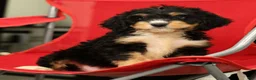 Mini Bernedoodle dogs for sale: Freddie - Ad 9