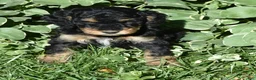 Standard Poodle dogs for sale: Standard Poodle 12 Small Black Phantom - Ad 7