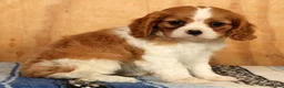 Cavalier King Charles Spaniel dogs for sale: Polly - Ad 6