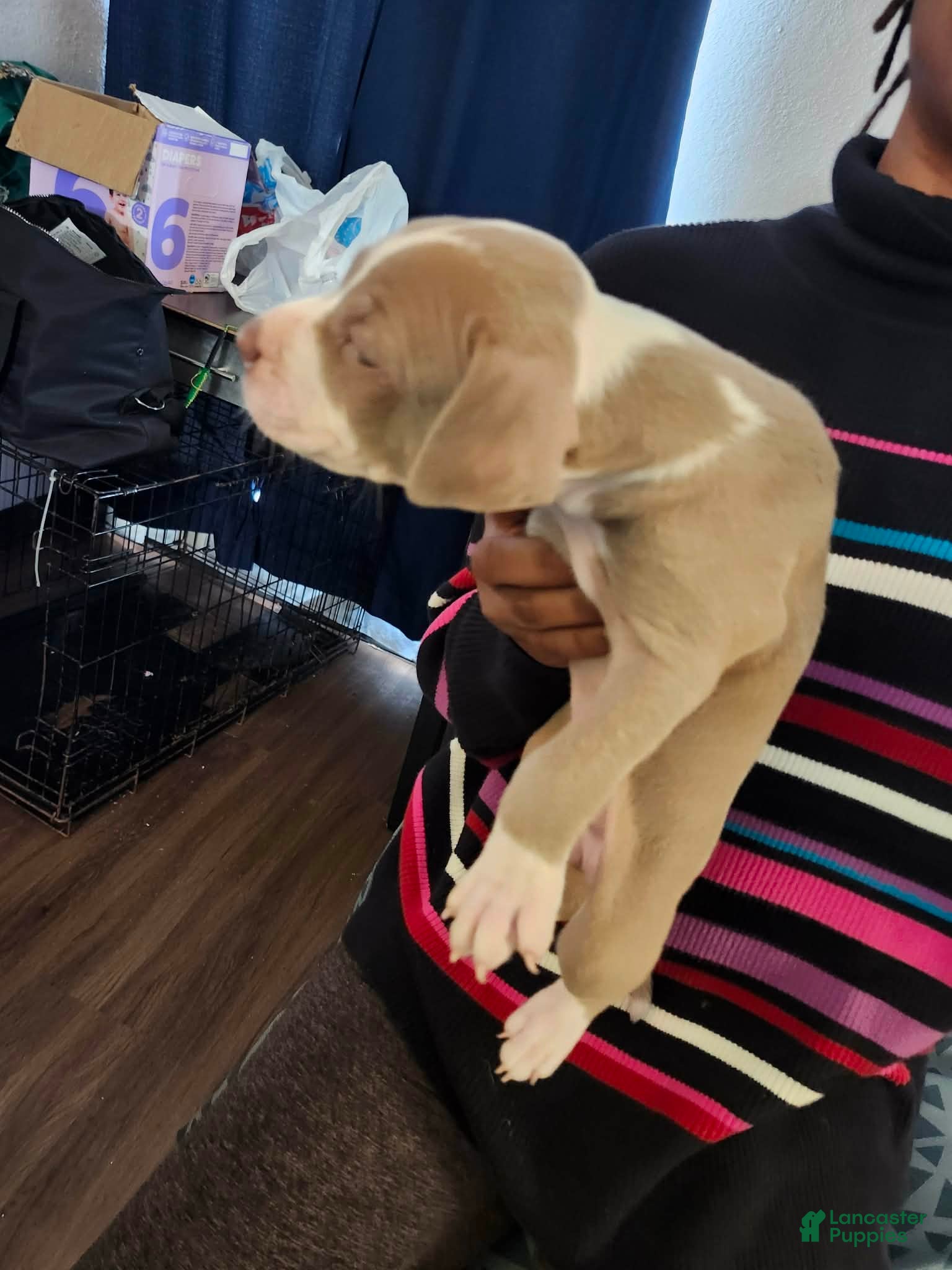 American Staffordshire Terrier dogs American Staffordshire Terrier Puppy 7 - Ad 2