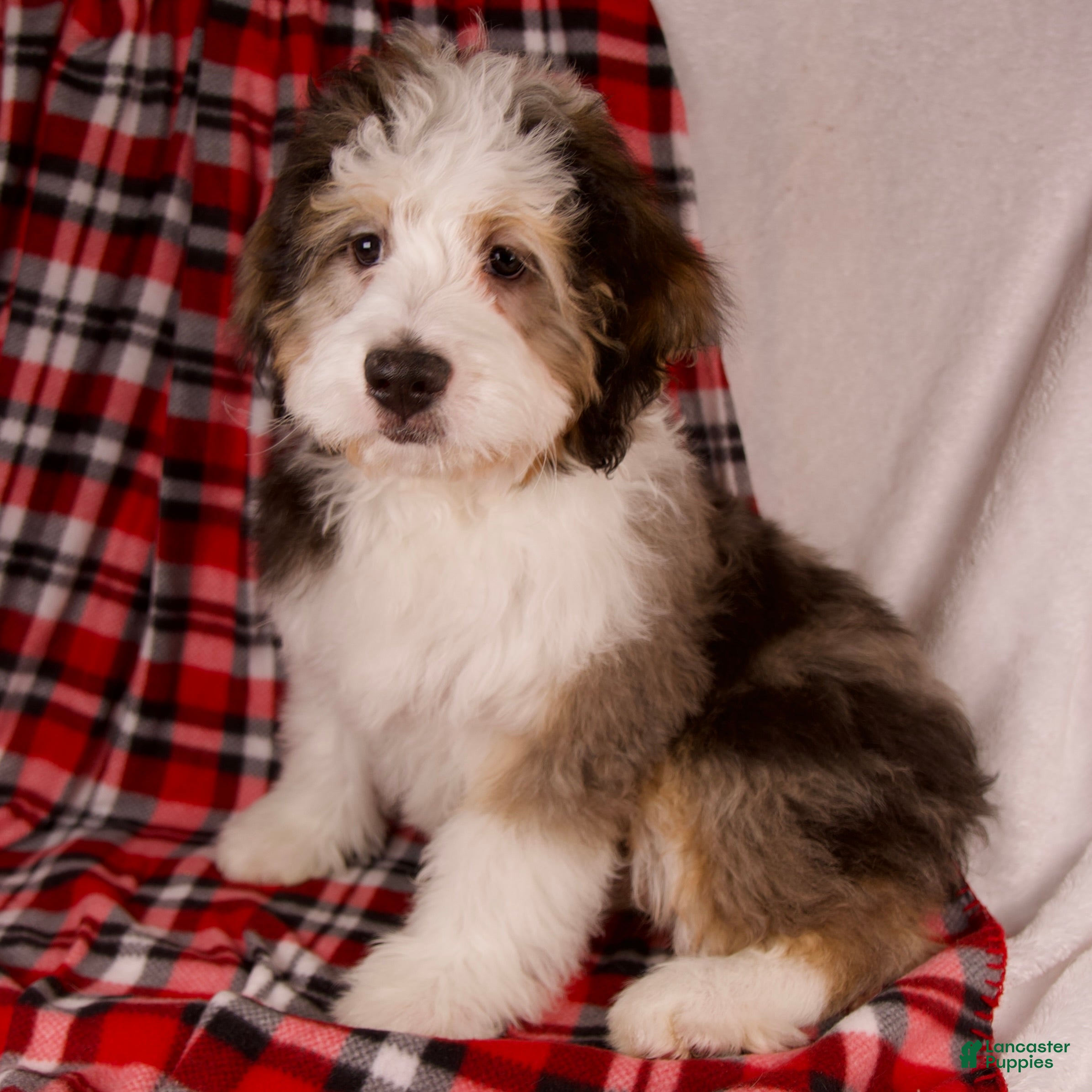 Mini Bernedoodle dogs Jolly Boy *Turf Trained* - Ad 23