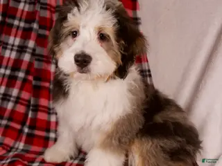 Mini Bernedoodle dogs Jolly Boy *Turf Trained* - Ad 23