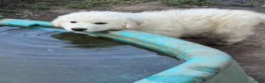Great Pyrenees 1