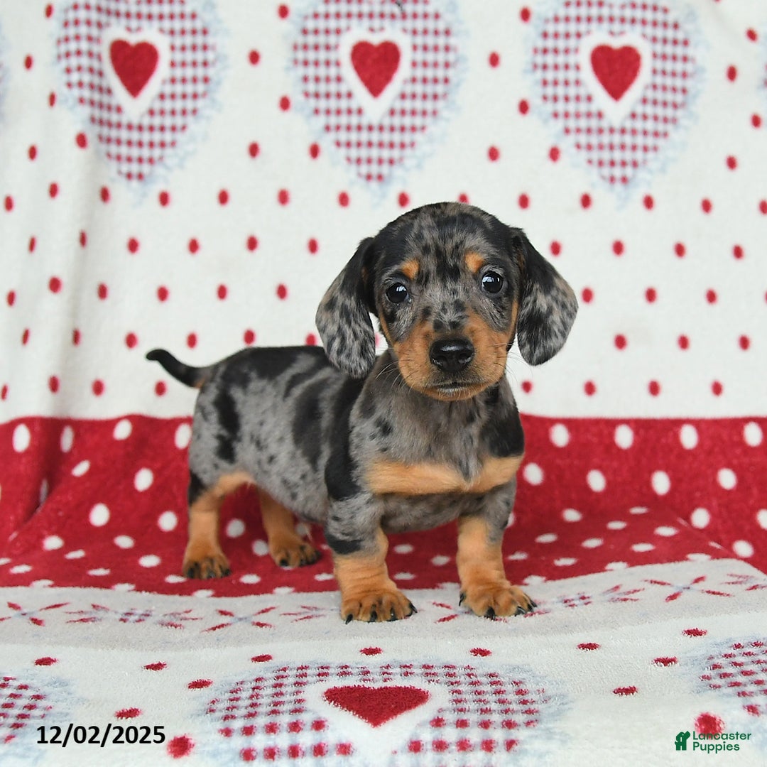 Miniature Dachshund dogs for sale: Waldo - Ad 2