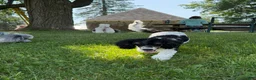 Miniature Poodle dogs for sale: Ivy - Ad 8