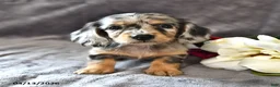 Miniature Dachshund dogs for sale: Cashew - Ad 4