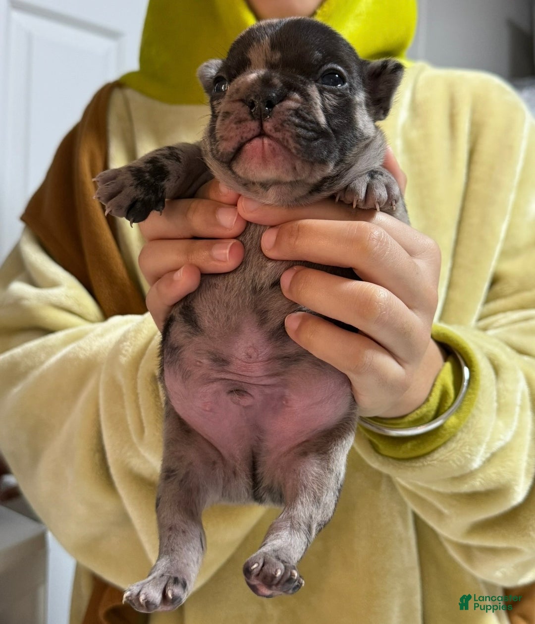French Bulldog dogs for sale: Prince - Ad 2