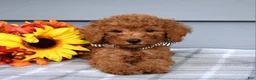 Goldendoodle dogs for sale: Ollie  - Ad 7