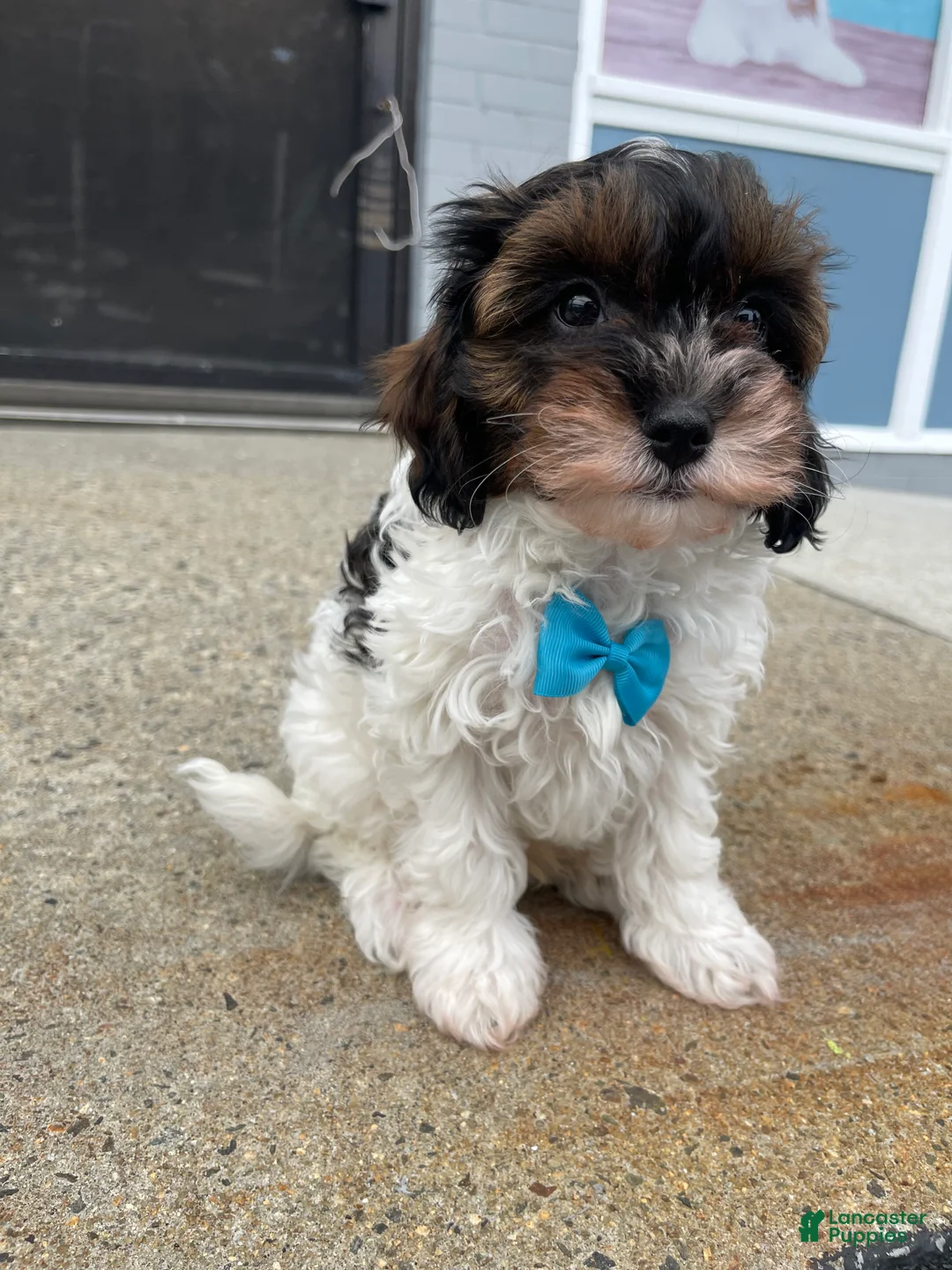 Cavapoo dogs for sale: Cavapoo Puppy 1 - Ad 3