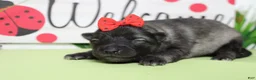 Keeshond dogs for sale: Thelma  - Ad 4