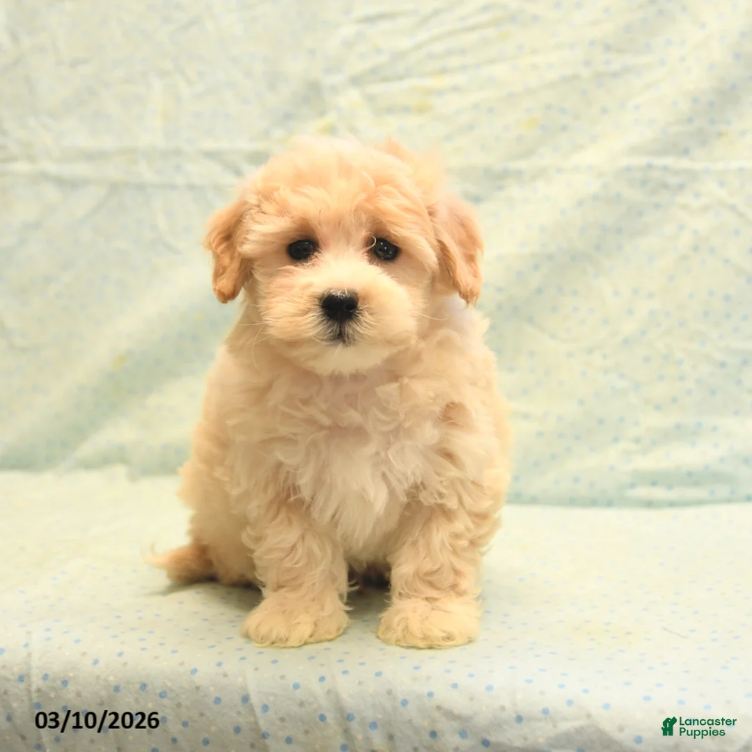 Havapoo dogs for sale: Philip - Ad 1