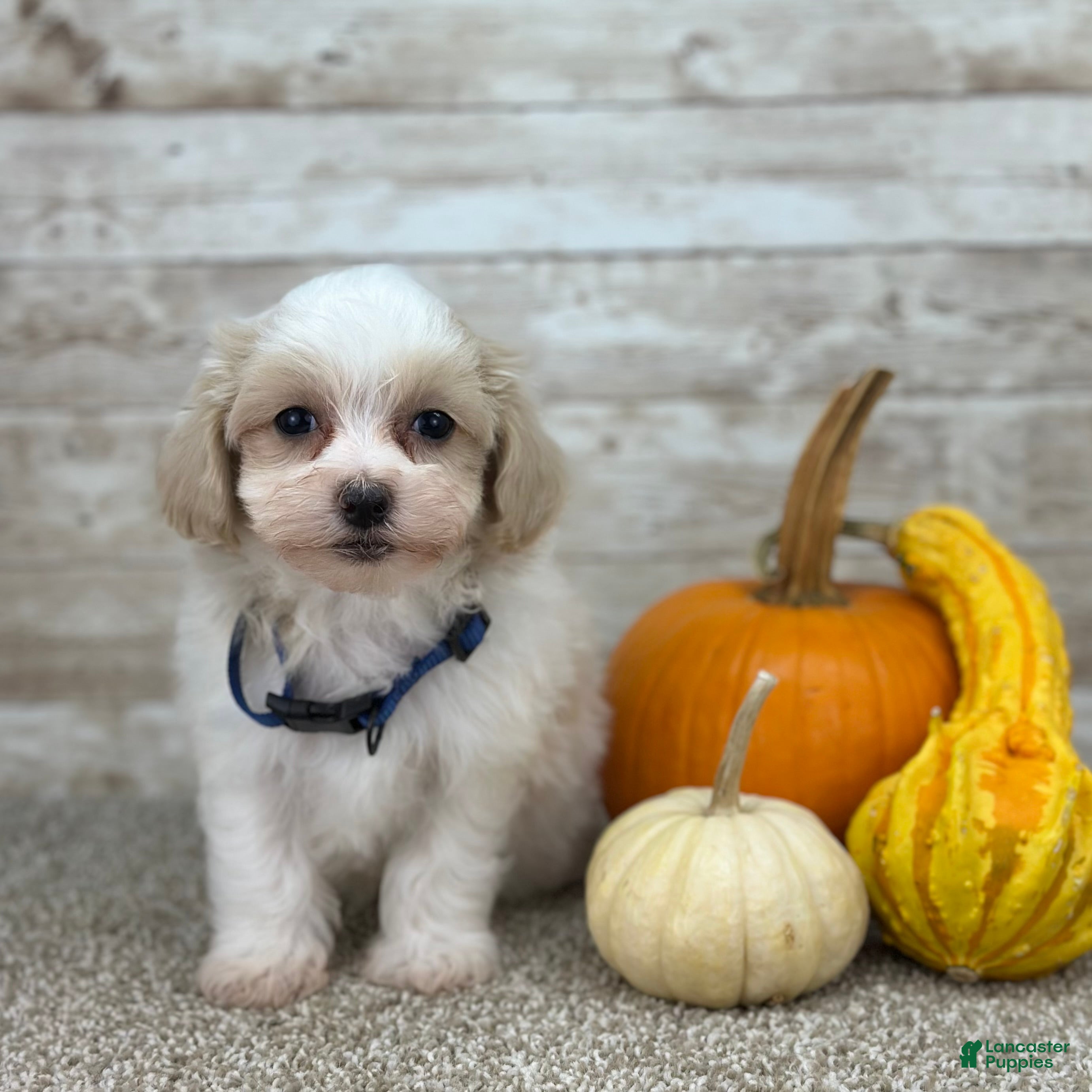 Maltipoo dogs Boy Zach - 0227 - Ad 22
