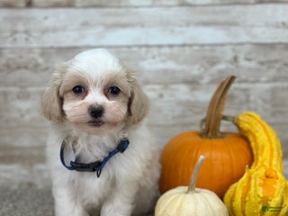Maltipoo dogs Zach - Ad 18