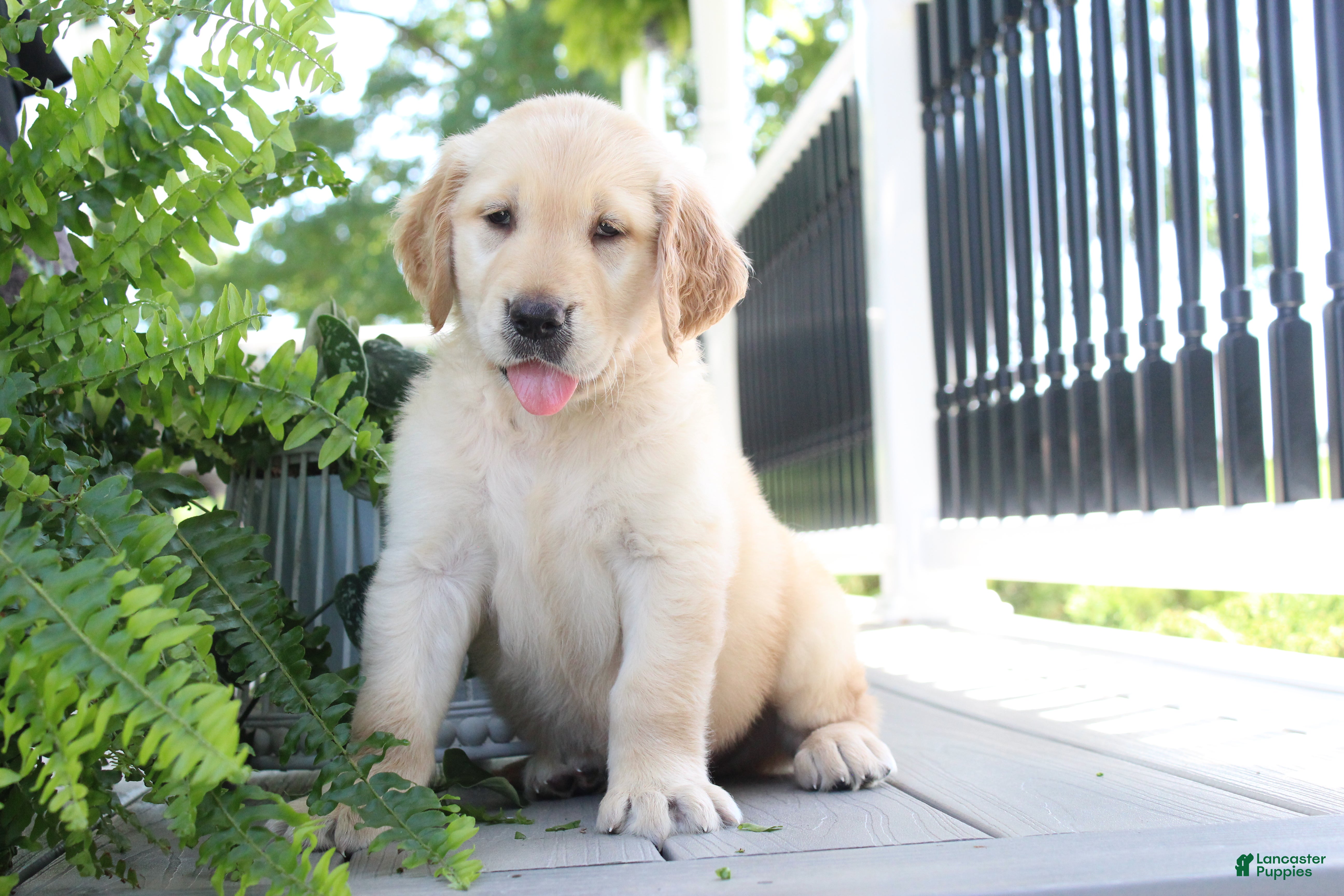 Golden Retriever dogs Spencer - Ad 2