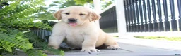 Golden Retriever dogs for sale: Spencer - Ad 2