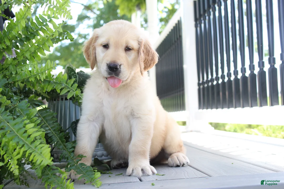 Golden Retriever dogs for sale: Spencer - Ad 2