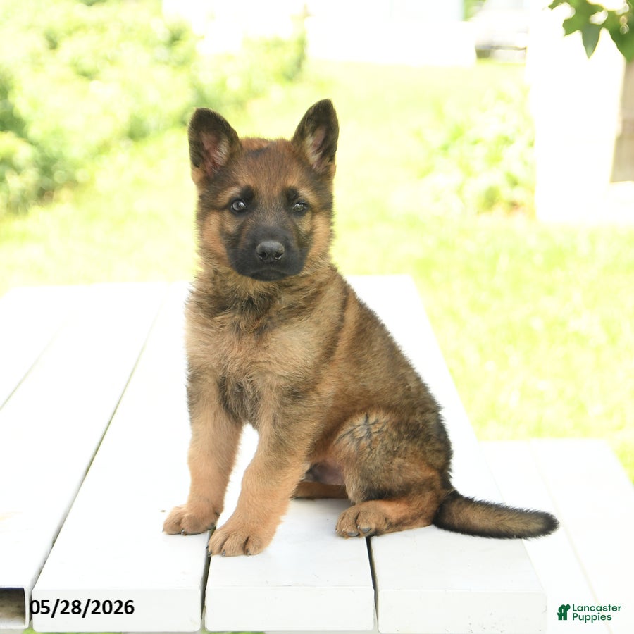German Shepherd dogs Max - Ad 1