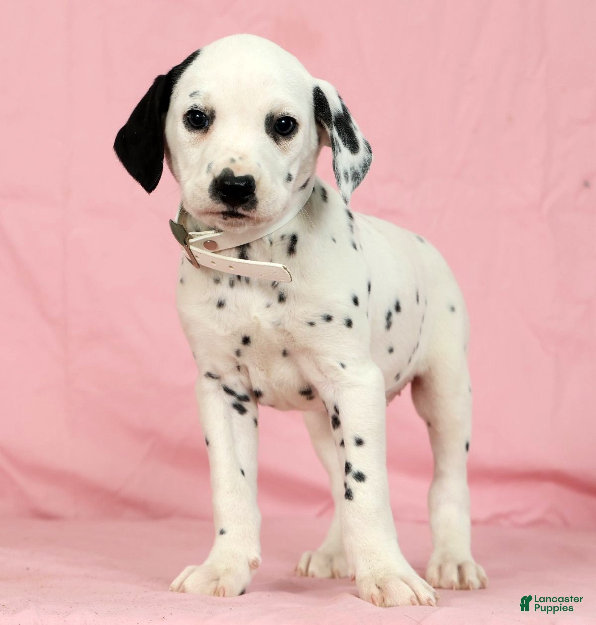 Dalmatian dogs Lily - Ad 1