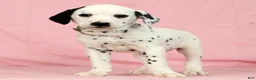 Dalmatian dogs for sale: Lily - Ad 1