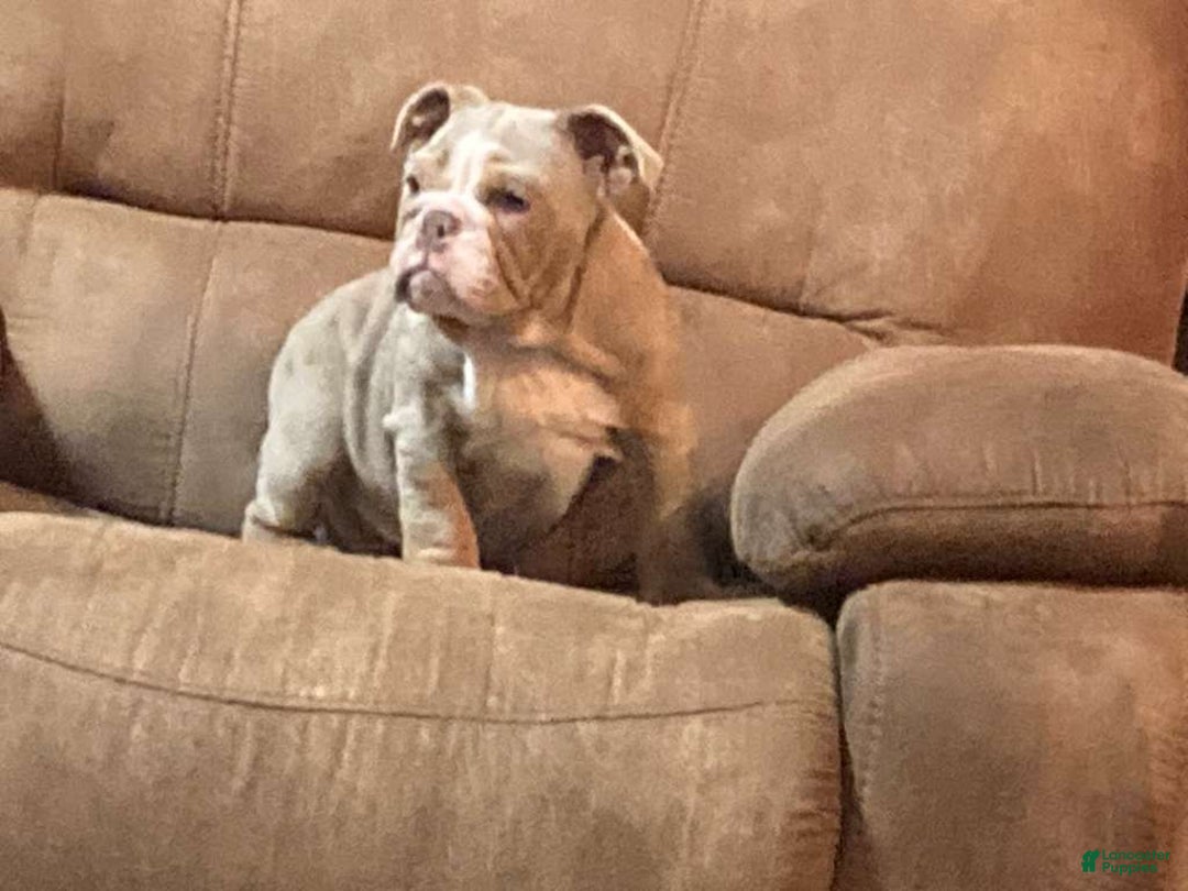 English Bulldog dogs for sale: Petunia - Ad 1