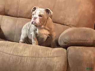 English Bulldog dogs Petunia - Ad 1