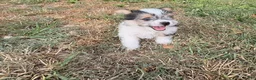 Morkie dogs for sale: Curtis - Ad 1