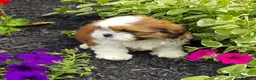Shih Tzu dogs for sale: DOLLY - Ad 8