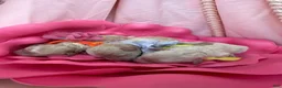 Toy Poodle dogs for sale: Blossom  - Ad 7