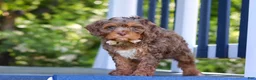 Cavapoo dogs for sale: Teddy - Ad 2
