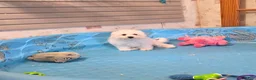 Bichon Frise dogs for sale: Blake - Ad 3