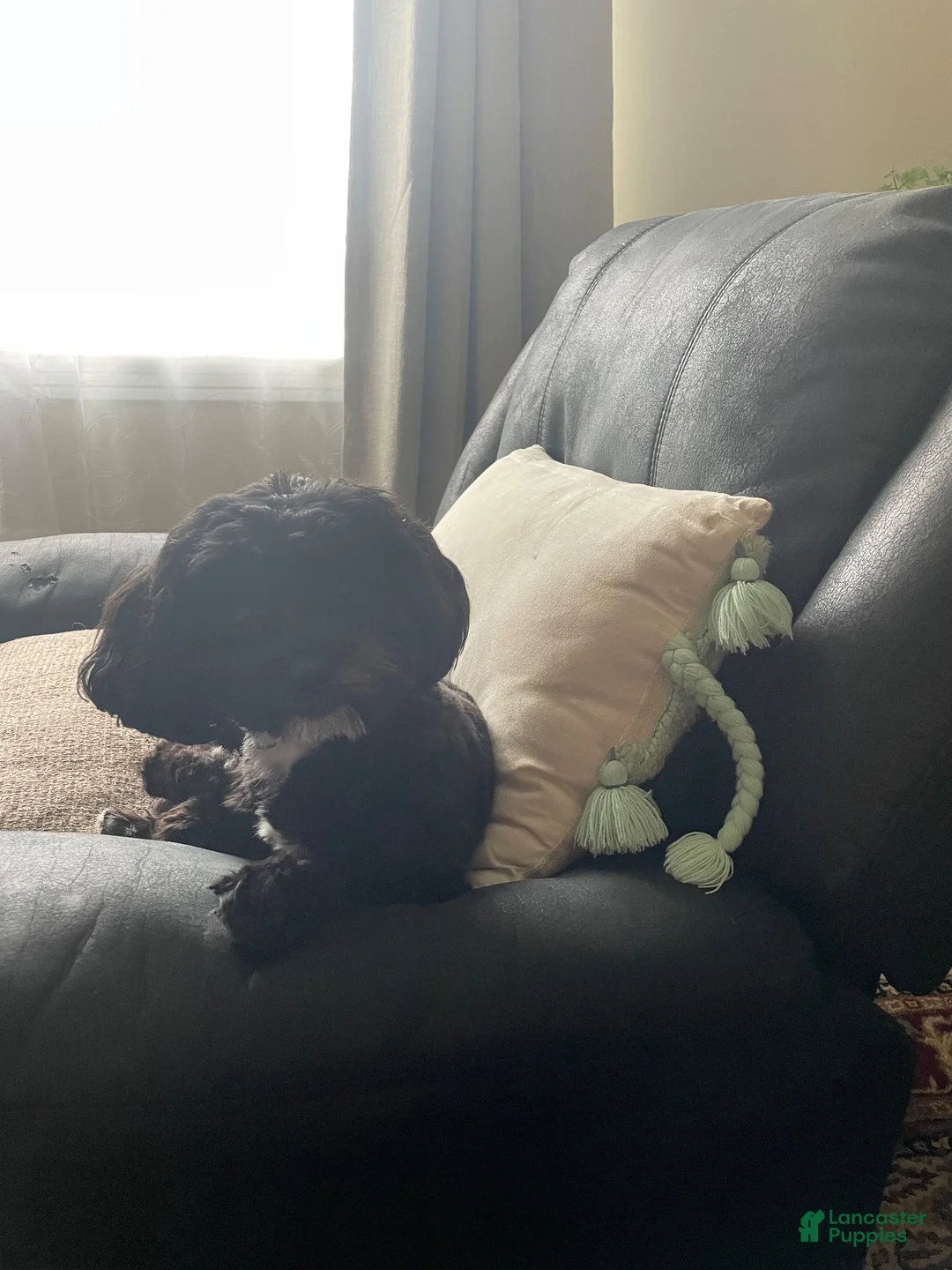 Shihpoo dogs for sale: Shihpoo 5 - Ad 5