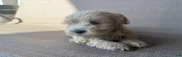 Maltipoo dogs for sale: Goldie - Ad 5