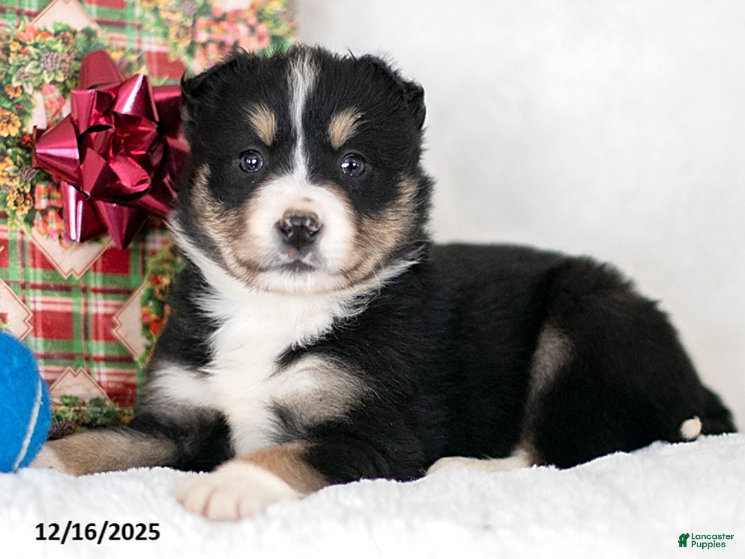 Miniature Australian Shepherd dogs for sale: Lumi - Ad 2