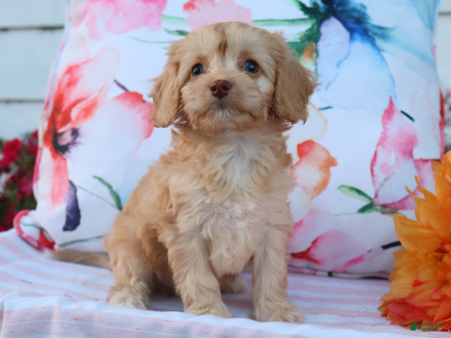 Cavapoo dogs Apphia - Ad 2