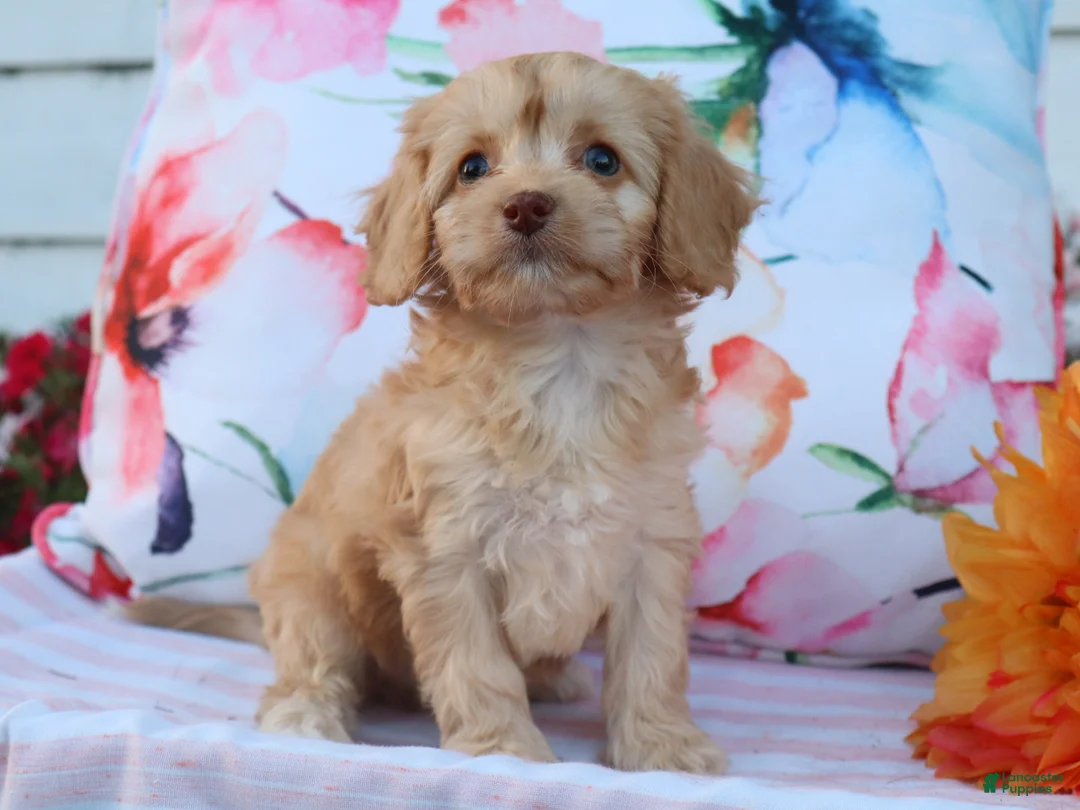 Cavapoo dogs for sale: Apphia - Ad 2