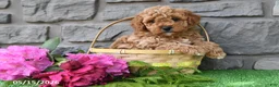 Miniature Poodle dogs for sale: Rambo - Ad 5